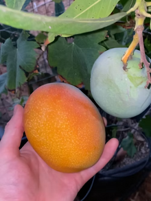 יד מחזיקה מנגו מאיה בשל בצבע כתום-אדום עגול גדול, לצידו מנגו ירוק לא בשל תלוי על ענף עם עלים גדולים