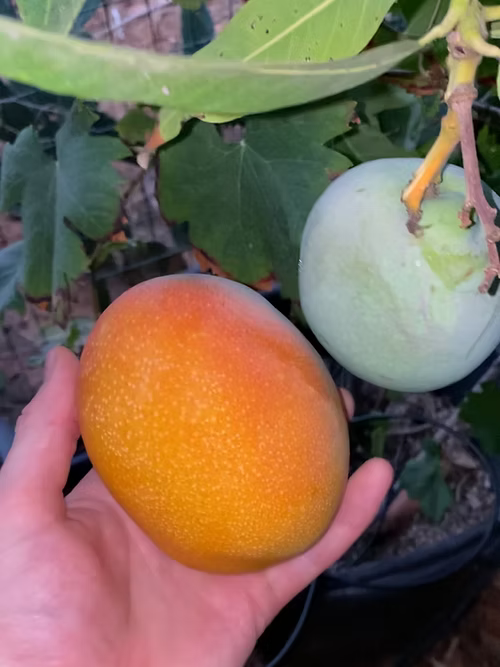 עץ מנגו מאיה (מורכב)