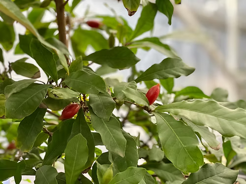 שיח פרי הפלא \ הפרי המכושף