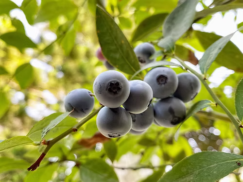 שיח אוכמניות טיפבלו