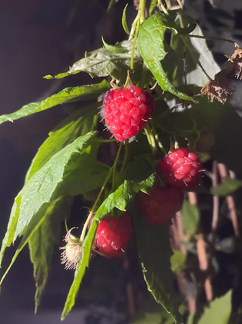 שיח פטל אדום ג.א