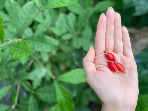 שיח פרי הפלא \ הפרי המכושף