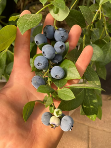 שיח אוכמניות שארפבלו