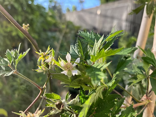 שיח אוסנה אורגון