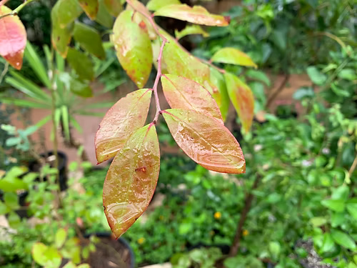 שיח אוכמניות טיפבלו
