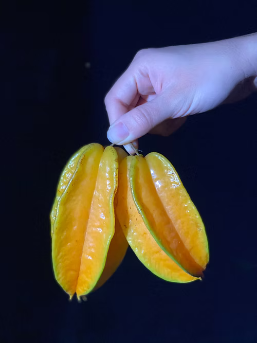 עץ קרמבולה פואנג טונג (מורכב)