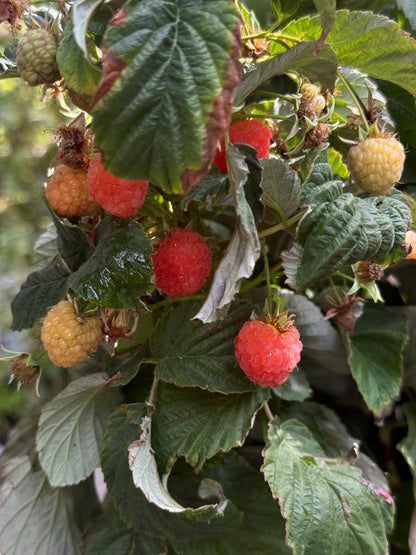 שיח פטל כתום