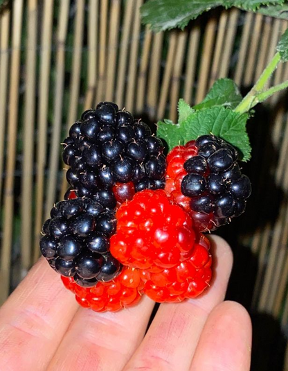 שיח אוסנה נבאחו