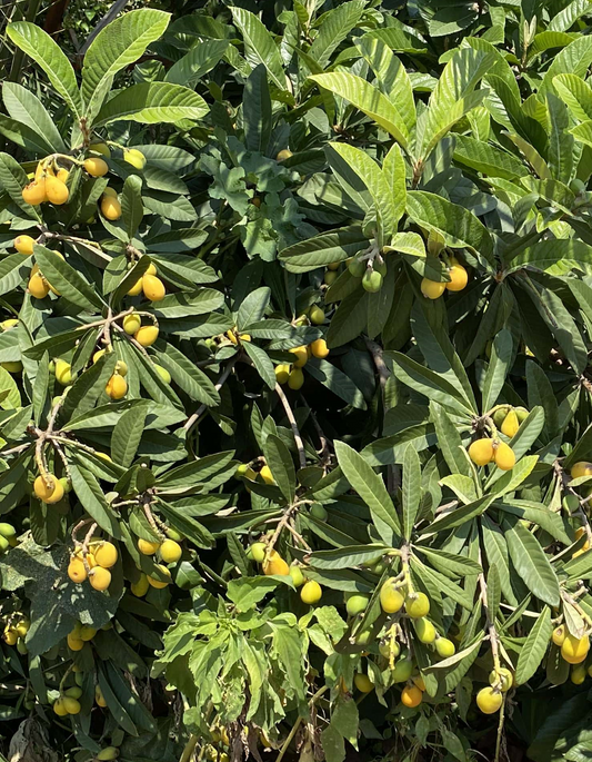 עץ שסק אברי