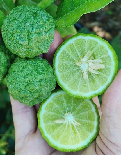 עץ קפיר ליים (מורכב)