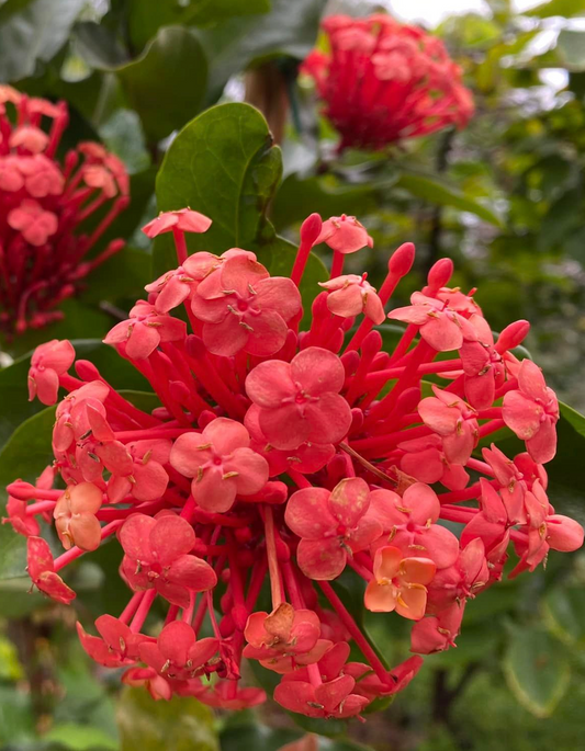 שיח איקסורה כתומה