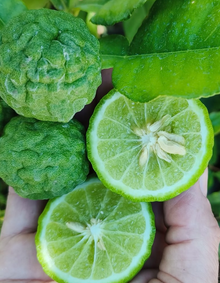 עץ קפיר ליים (מורכב)