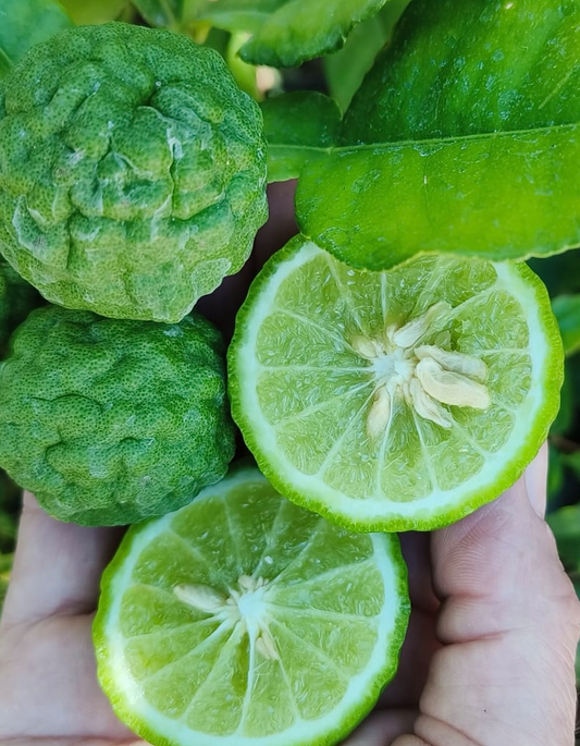 עץ קפיר ליים (מורכב)