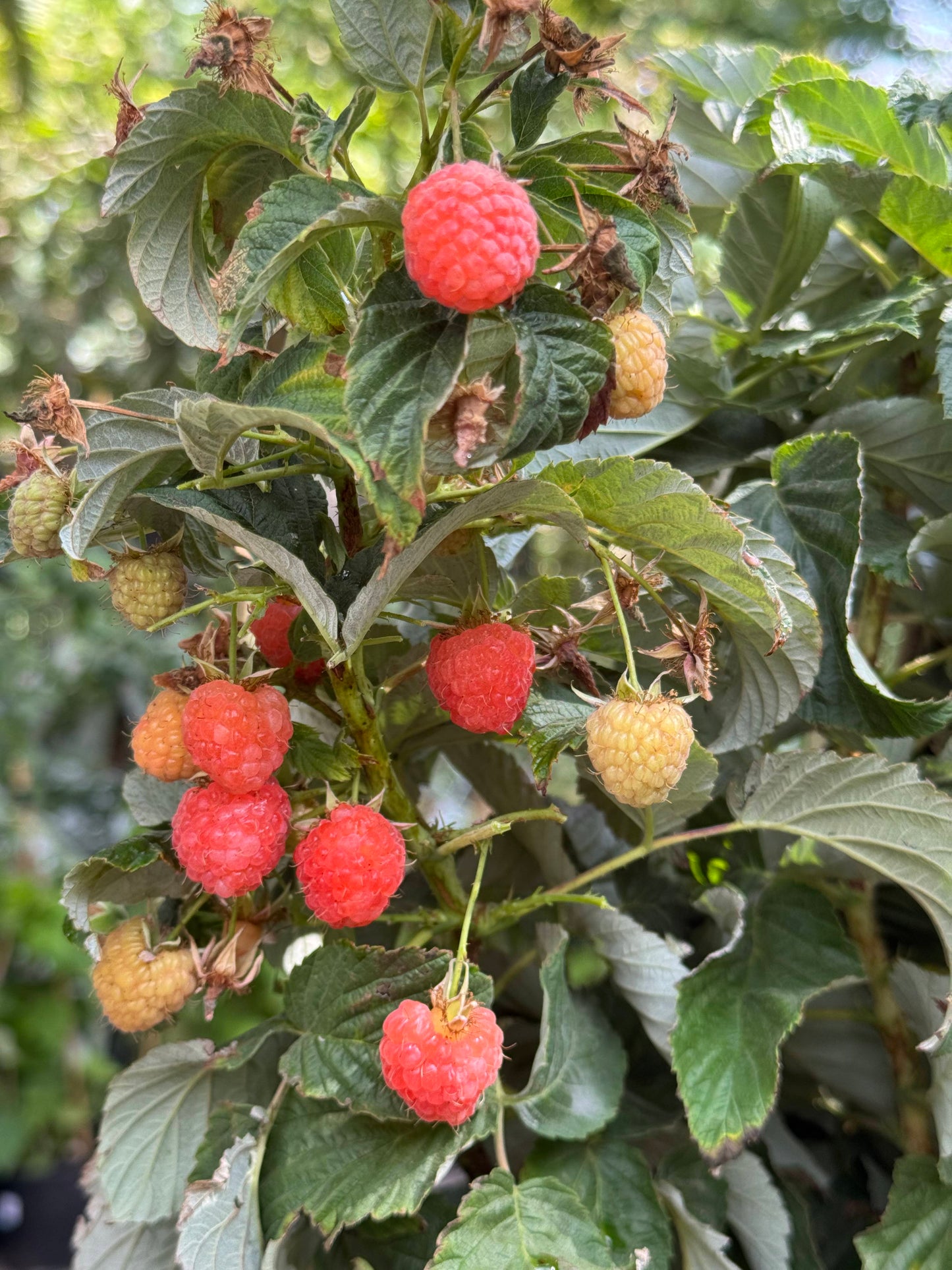 שיח פטל כתום