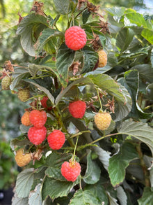 שיח פטל כתום