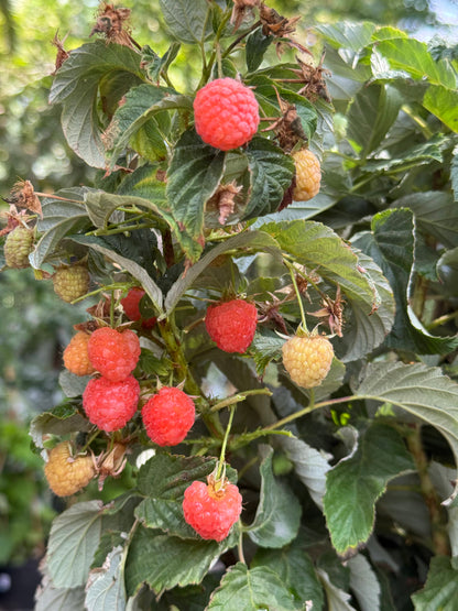 שיח פטל כתום