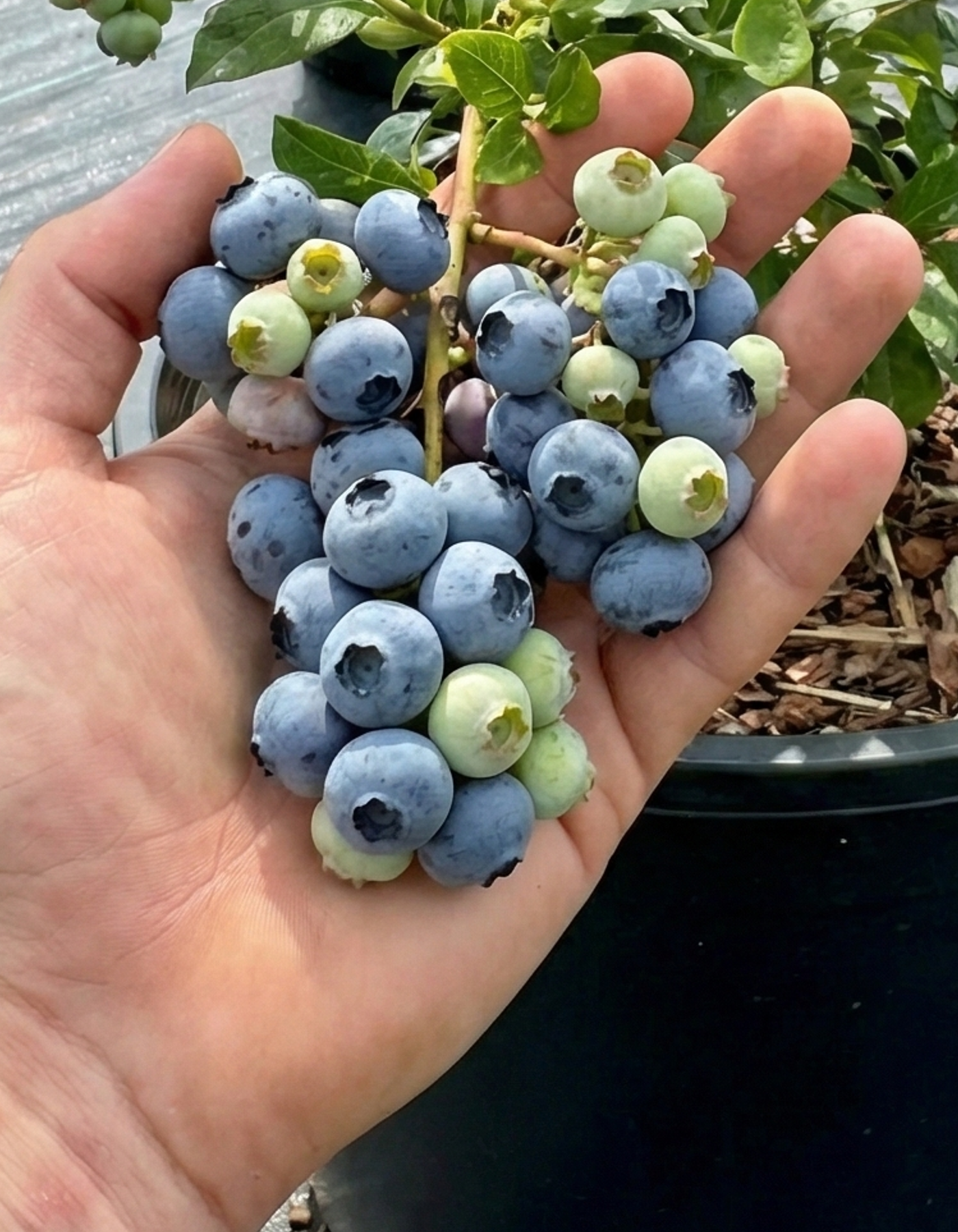 שיח אוכמניות סטאר