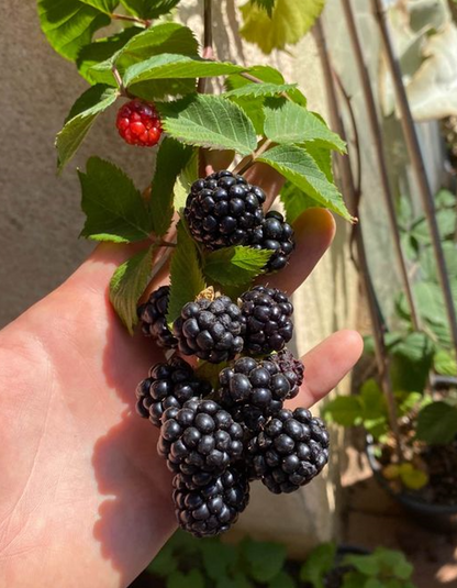 שיח אוסנה נבאחו