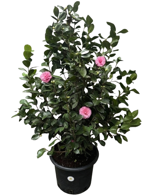 שיח קמליה יפנית - פרח ורוד כהה