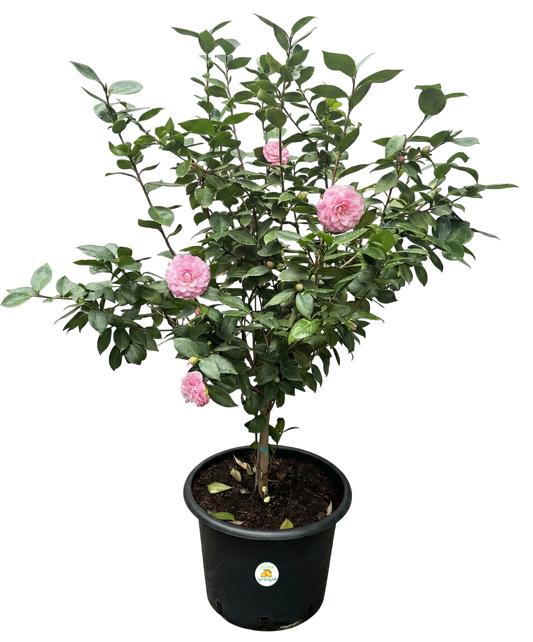 שיח קמליה יפנית - פרח ורוד בהיר