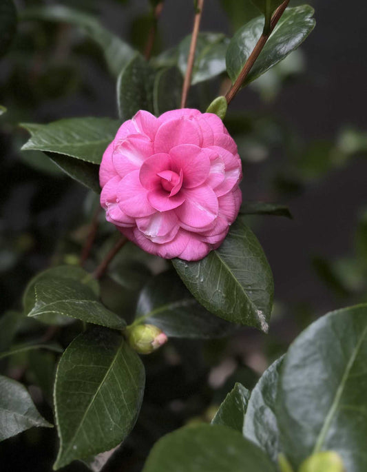 שיח קמליה יפנית - פרח ורוד כהה