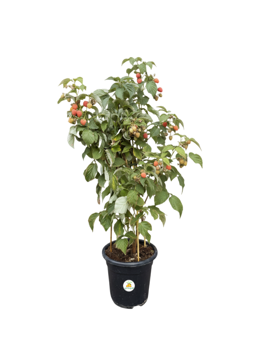 שיח פטל כתום