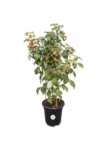 שיח פטל כתום