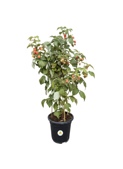 שיח פטל כתום