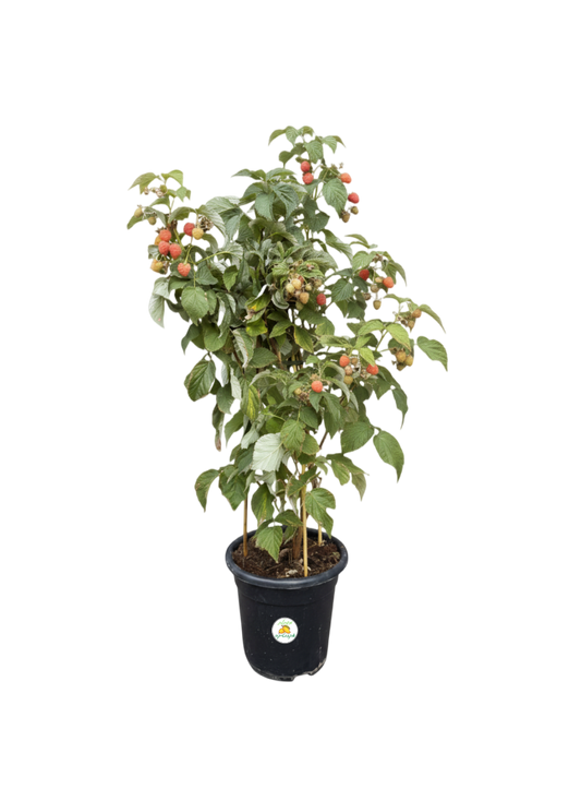 שיח פטל כתום