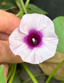 שיח בטטה סגולה