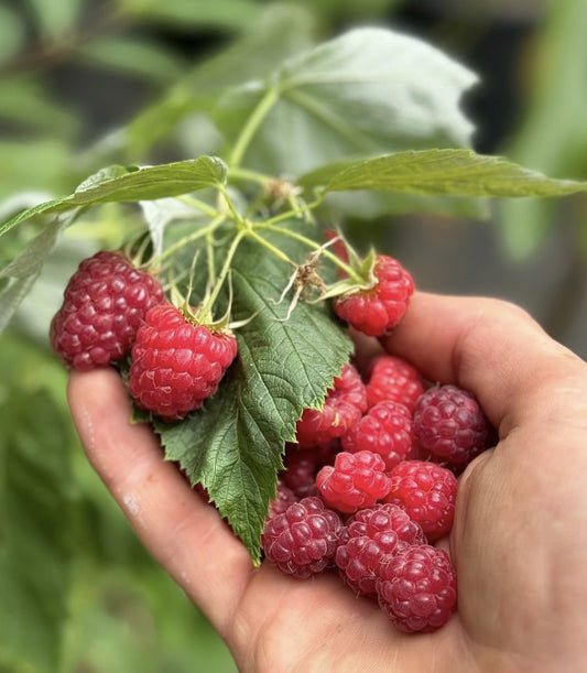 hand holding red raspberries on a branch