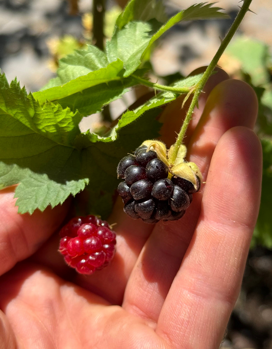 שיח בויזנברי