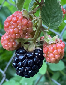 שיח אוסנה נבאחו