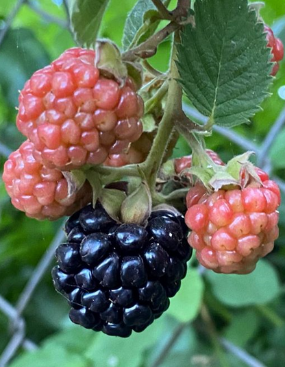 שיח אוסנה נבאחו