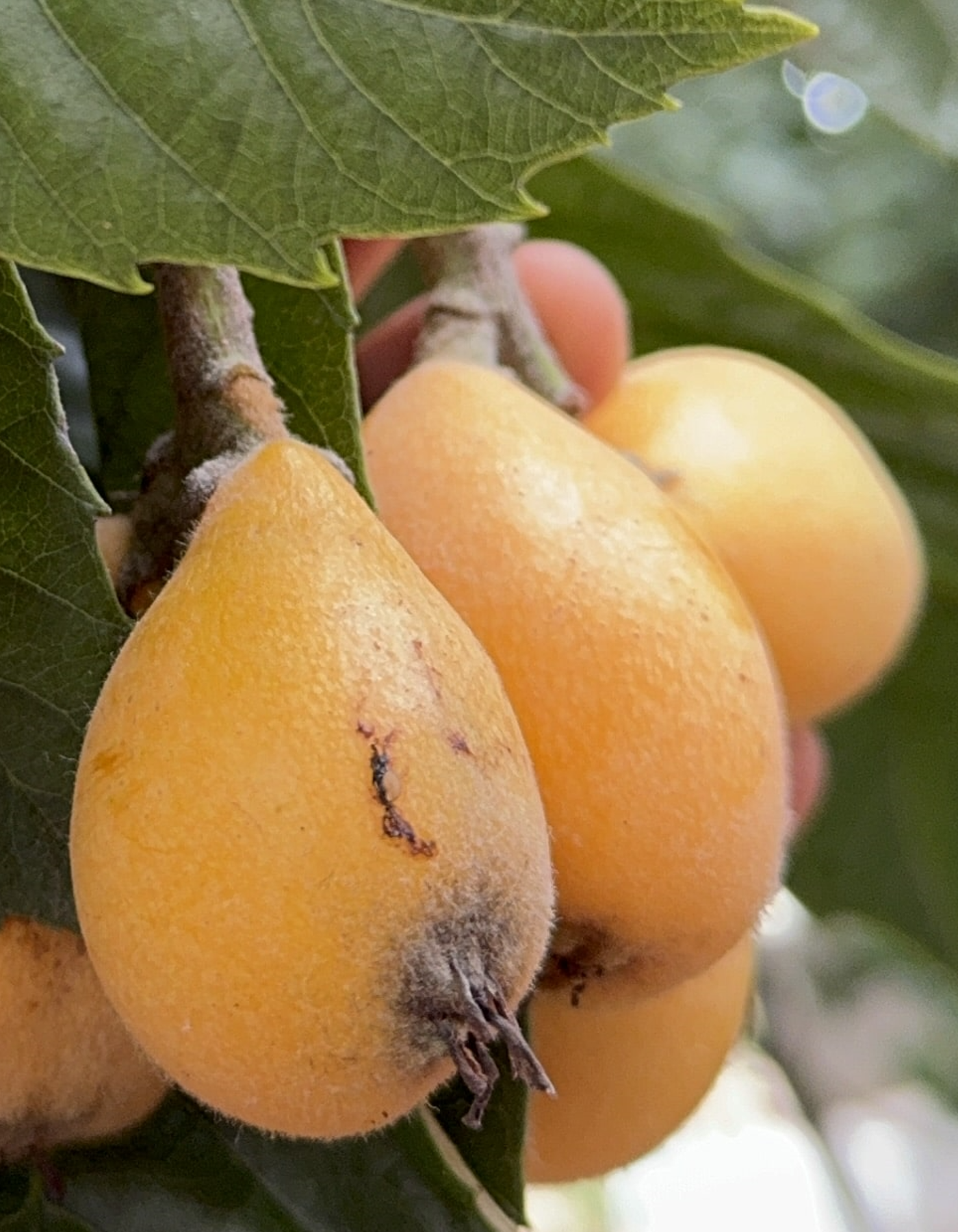 עץ שסק אברי