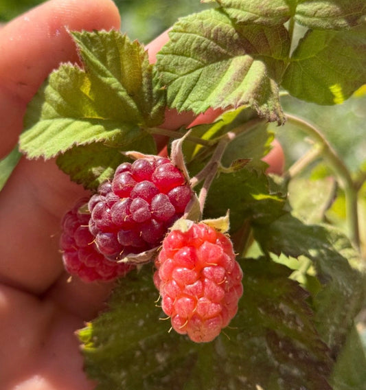 יד מחזיקה אשכול לוגנברי בשלים, פירות סגולים־אדומים מבריקים עגולים, בשלבי בשלות שונים, על גבעול דק  עלים גדולים ירוקים ובהירים