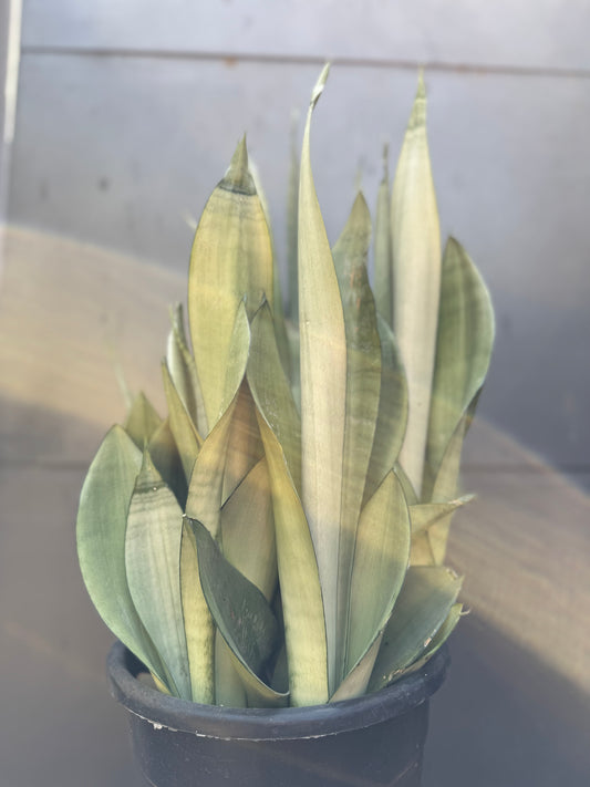 שיח סנסיווריה מונשיין