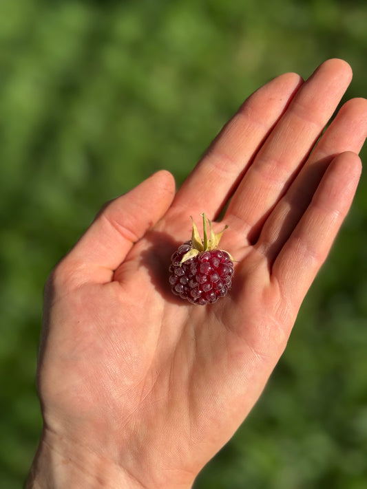 פרי לוגנברי בשל בצבע סגול־אדום כהה מבריק מוחזק בכף יד 