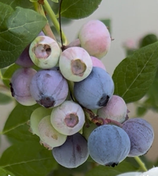 שיח אוכמניות אבנדנס