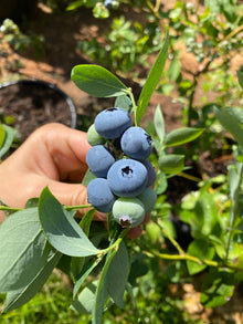 יד אוחזת בענף שיח אוכמניות עם אשכול פירות כחולים
