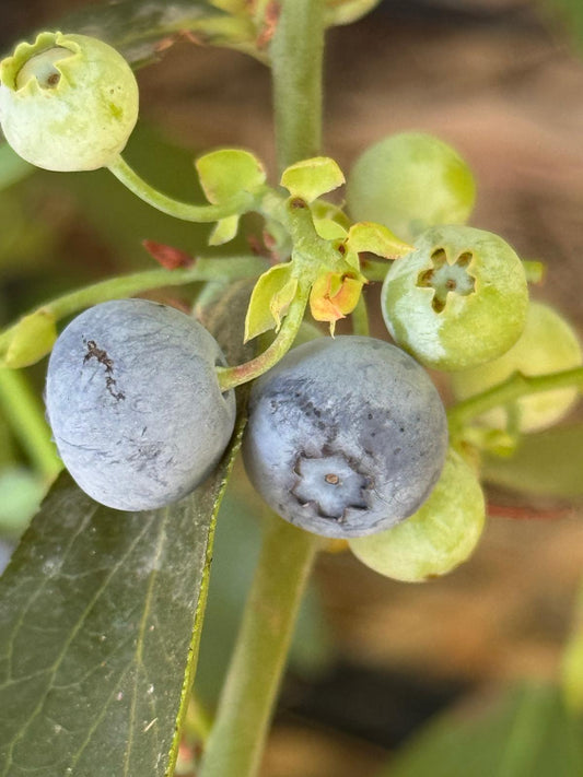 שיח אוכמניות בלוג'ם