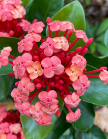 שיח איקסורה כתומה