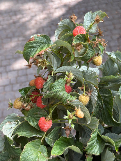 שיח פטל כתום