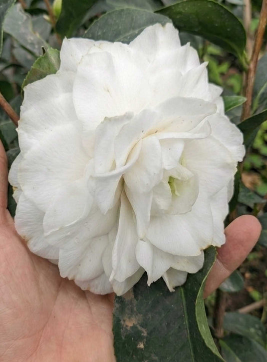 שיח קמליה יפנית - פרח לבן