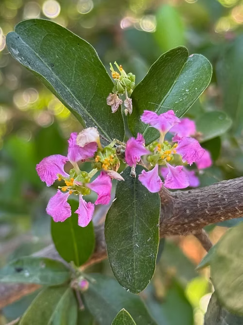 עץ דובדבן אסרולה
