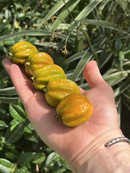 שיח פיטנגטובה - דובדבן כוכב