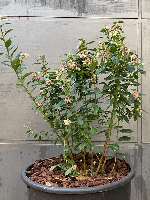 שיח אוכמניות סאנשיין