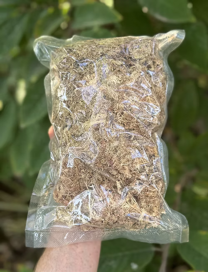 ספגנום מוס פטגוניה