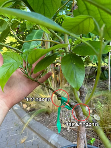 עץ אבוקדו שרוויל+ריד (מורכב 2 זנים)