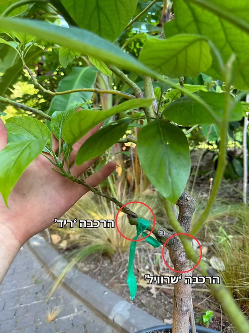 עץ אבוקדו שרוויל+ריד (מורכב 2 זנים)
